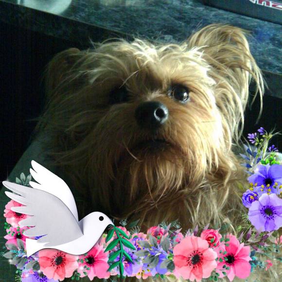 Meet your Posher, Olga - Picture 1 of 1